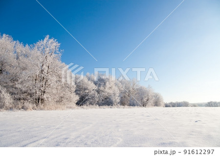 Winter atmospheric landscape with frost-covered dry plants during snowfall. Winter Christmas background 91612297