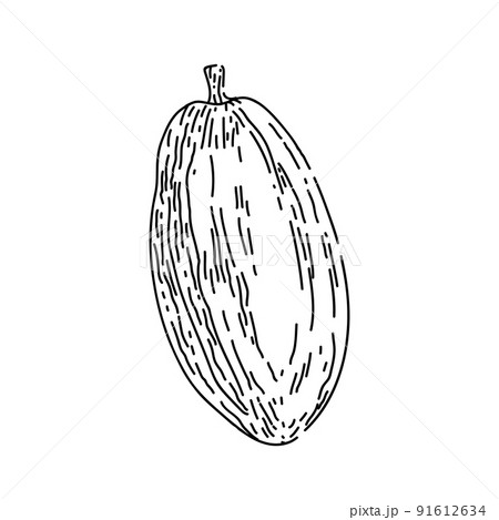 cocoa bean sketch hand drawn vector cocoa bean sketch hand drawn vector 91612634