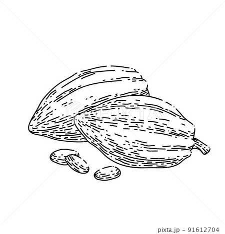 chocolate cocoa sketch hand drawn vector chocolate cocoa sketch hand drawn vector 91612704