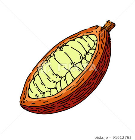 cocoa bean sketch hand drawn vector cocoa bean sketch hand drawn vector 91612762
