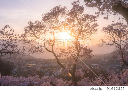 《長野県》桜満開の夕景・高遠城址公園 《長野県》桜満開の夕景・高遠城址公園 91612895