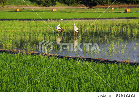 梅雨明けの水田にコウノトリが飛来している光景 ... 島根県 安来市:晴れ 梅雨明けの水田にコウノトリが飛来している光景 ... 島根県 安来市:晴れ 91613233