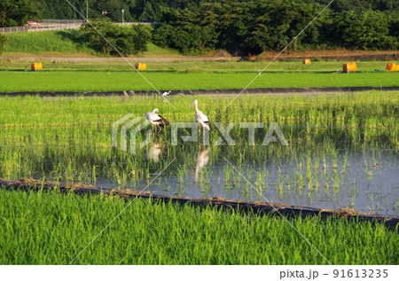 梅雨明けの水田にコウノトリが飛来している光景 ... 島根県 安来市：晴れ 91613235