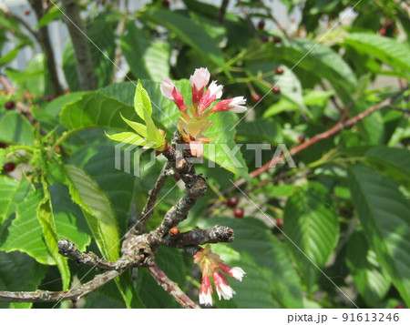 もう直ぐ開花する山桜 91613246