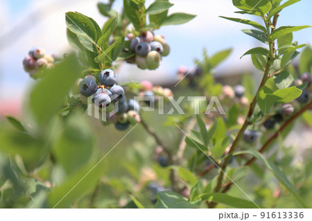 ブルーベリー農園のブルーベリー 91613336