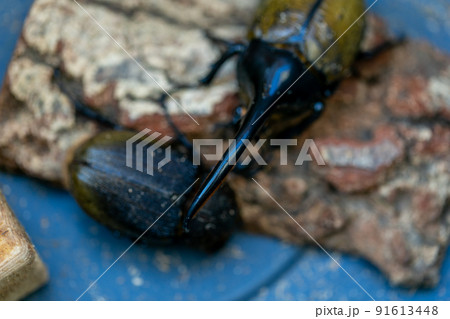 ヘラクレスオオカブト　交配 91613448