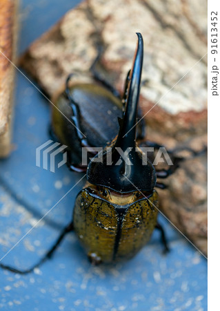 ヘラクレスオオカブト　交配 91613452