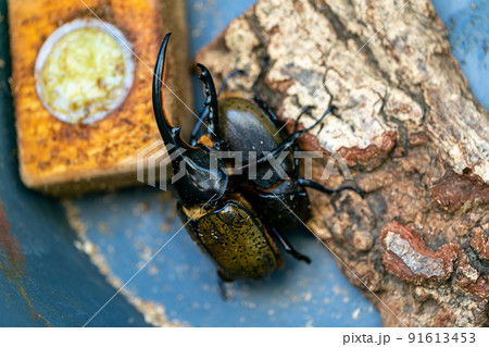 ヘラクレスオオカブト　交配 91613453