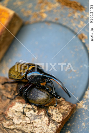 ヘラクレスオオカブト　交配 91613455