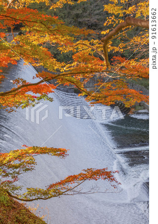 白水ダムの紅葉 白水ダムの紅葉 91613662