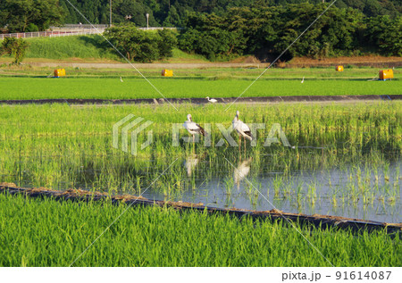 梅雨明けの水田にコウノトリが飛来している光景 ... 島根県 安来市：晴れ 91614087