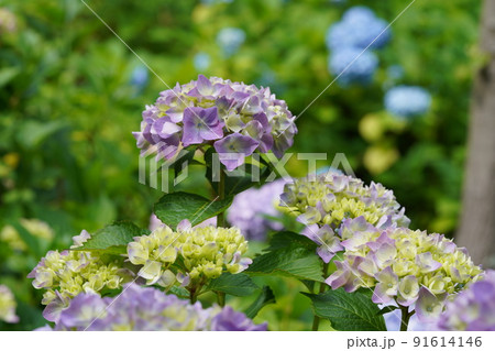 あじさい 91614146