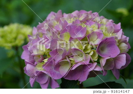 あじさい 91614147