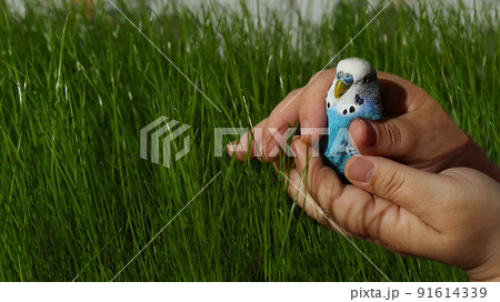 A budgie in the palms, in the arms of a person on a background of green grass 91614339