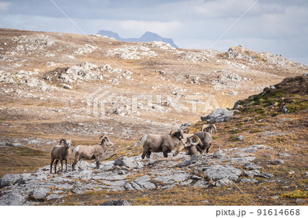 Group of male and female bighorn sheep relaxing in alpine environment , Jasper N.Park, Canada Group of male and female bighorn sheep relaxing in alpine environment , Jasper N.Park, Canada 91614668