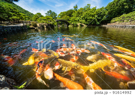 【高松市】栗林公園のニシキゴイ 91614992