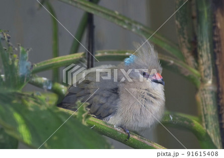 Blue-naped Mousebird, Urocolius macrourus, perched 91615408