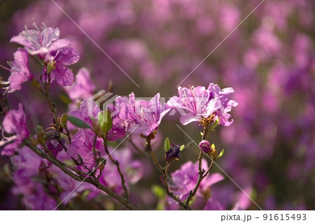 Purple labrador tea flowers on blur background. Pink wild rosmary defocused photo. Purple labrador tea flowers on blur background. Pink wild rosmary defocused photo. 91615493