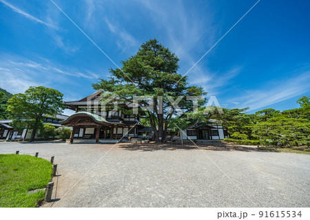 【高松市】栗林公園　ヒマラヤ杉 91615534