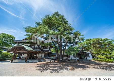 【高松市】栗林公園 ヒマラヤ杉 【高松市】栗林公園 ヒマラヤ杉 91615535