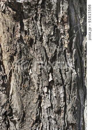 Lombardy poplar Lombardy poplar 91615566