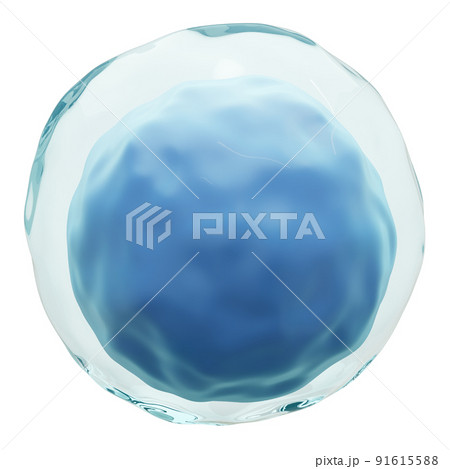 Lymphocyte . White blood cells with transparency membrane and large nucleus . Isolated white background . 3D render . Lymphocyte . White blood cells with transparency membrane and large nucleus . Isolated white background . 3D render . 91615588