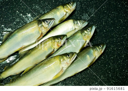 鮎の友釣りで釣れた野鮎 鮎の友釣りで釣れた野鮎 91615681