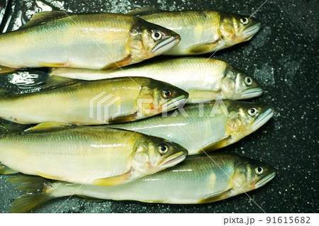 鮎の友釣りで釣れた野鮎 91615682