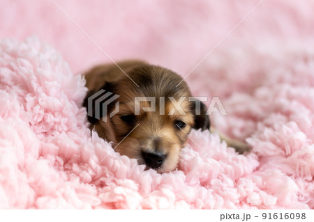 仔犬　カニンヘンダックスフンド 91616098