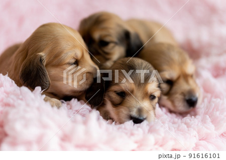 仔犬　カニンヘンダックスフンド 91616101