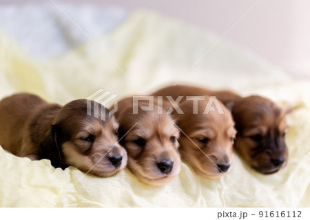 仔犬　カニンヘンダックスフンド 91616112