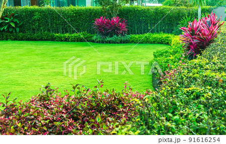 Garden with fresh green grass both shrub and flower front lawn background, Garden landscape design Fresh grass smooth lawn with curve form bush in house's garden care. 91616254