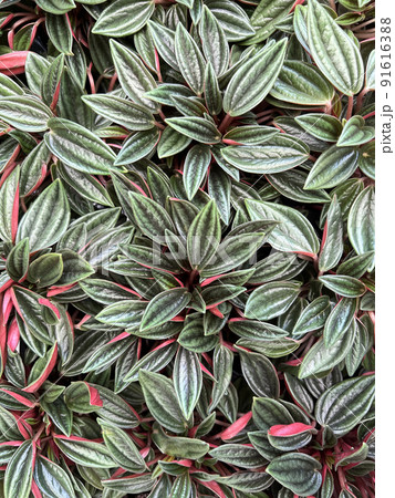 Beautiful leaves Peperomia Rosso, tropical plant. Bright nature wallpaper. Beautiful leaves Peperomia Rosso, tropical plant. Bright nature wallpaper. 91616388