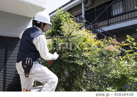 脚立にのって庭木の枝切りをする造園業の作業員 脚立にのって庭木の枝切りをする造園業の作業員 91616416