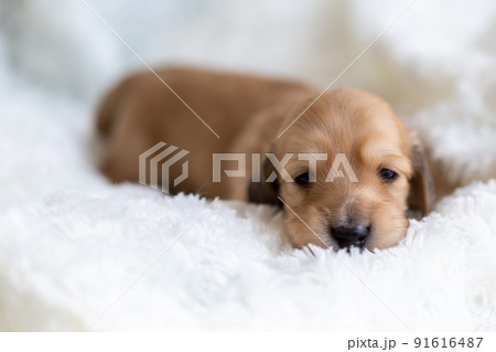 仔犬　カニンヘンダックスフンド 91616487