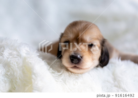 仔犬　カニンヘンダックスフンド 91616492
