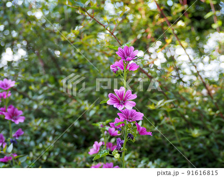 ウスベニアオイ（ブルーマロウ） 91616815