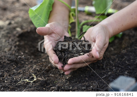 plant hands earth cucumber tomatoes garden ecology bio 91616841