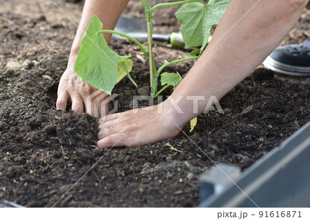 plant hands earth cucumber tomatoes garden ecology bio 91616871