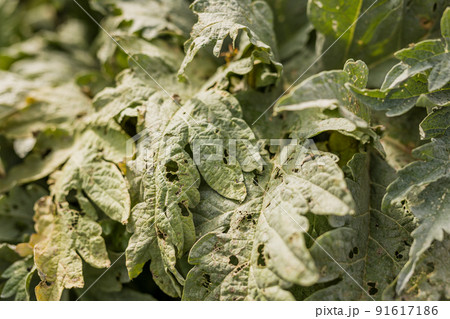 Pest plant leaf disease in agriculture. Parasite pesticide free in organic food. mid Hispanic woman Pest plant leaf disease in agriculture. Parasite pesticide free in organic food. mid Hispanic woman 91617186