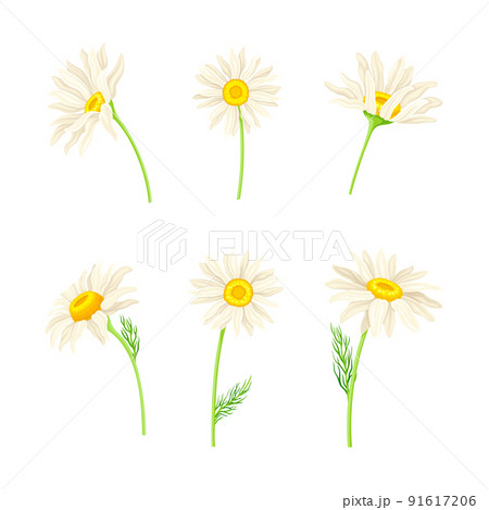 Set of chamomile flowers. Medicinal herb for...のイラスト素材