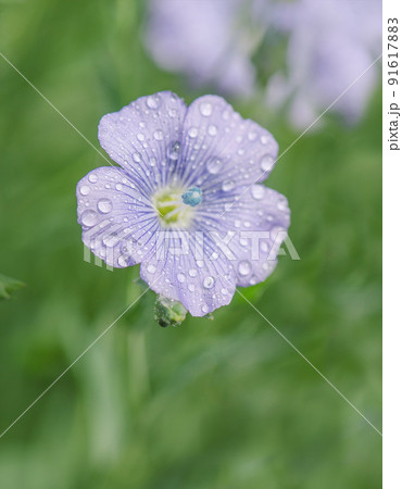 Linum lewisii flower. Blue flax flowers Linum lewisii flower. Blue flax flowers 91617883