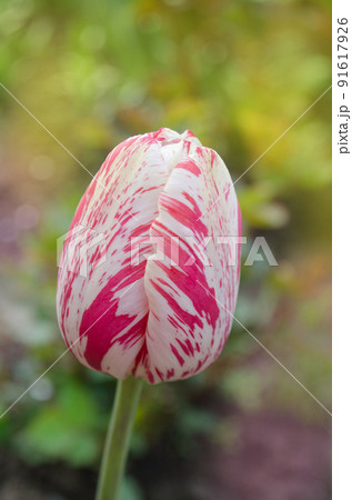 White tulip flower with pink stripes White tulip flower with pink stripes 91617926