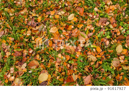 Autumn colorful leaves background. Autumn colorful leaves background. 91617927