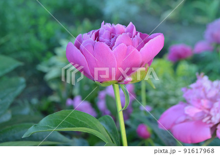 Peonies field in spring.  91617968