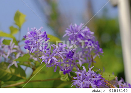 Selective focus of purple wreath vine or queen wreath vine flower nature background 91618146