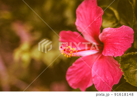 red Hibiscus Rosa Sinensis flower. Malaysia national flower nature background. 91618148