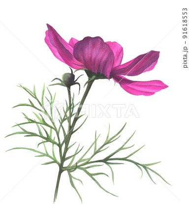 Cosmos flower hand-drawn in watercolor. 91618553