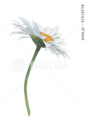 Chamomile flower hand-drawn in watercolor. 91618558