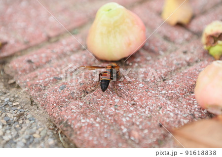 緑の木 緑樹 緑木 91618838